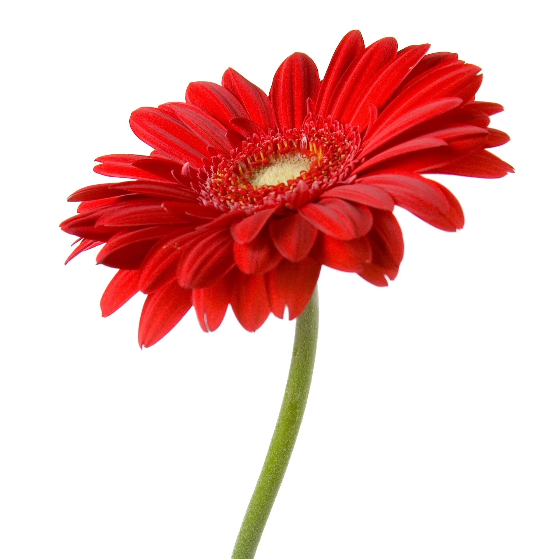 czerwona gerbera – kup w Polsce