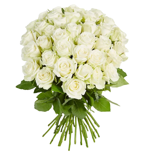 Bukiet z białych róż – elegancka kompozycja na każdą okazję
