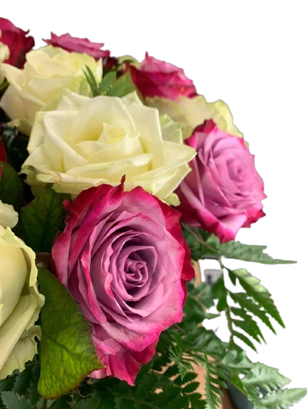 Świeży bukiet róż z różami w dwóch kolorach i zielenią dekoracyjną