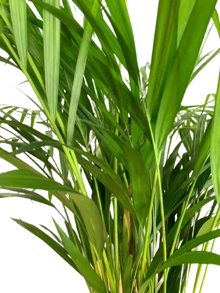 Palma areca doniczkowa kupić z dowozem