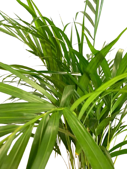 Cena Palmy doniczkowej Areca