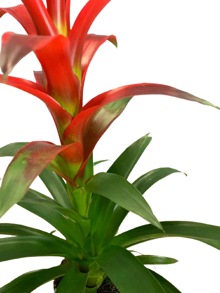 Guzmania cena, kupić kwiat doniczkowy z dowozem Grodziśk