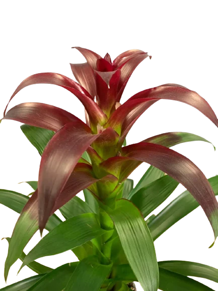 Guzmania cena, kupić kwiat doniczkowy z dowozem Grodziśk