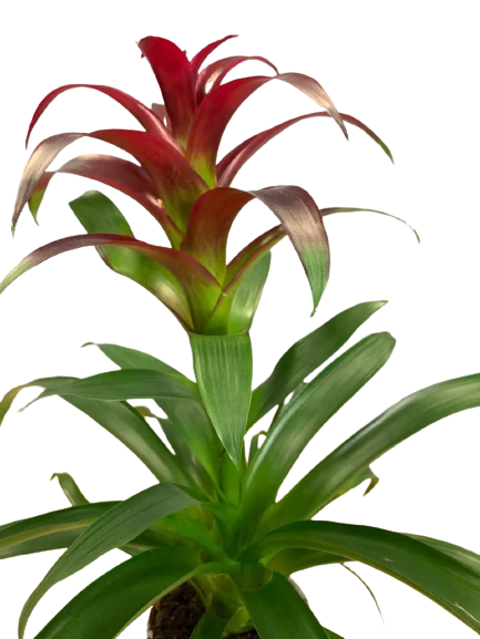 Guzmania cena Pruszków