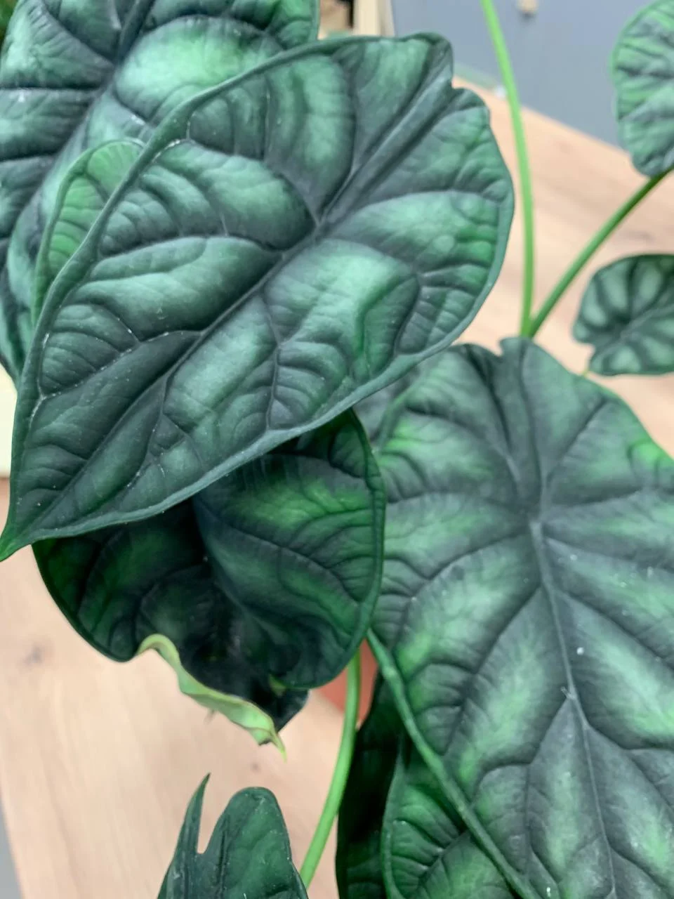 Alokazja Dragon Scale 50cm