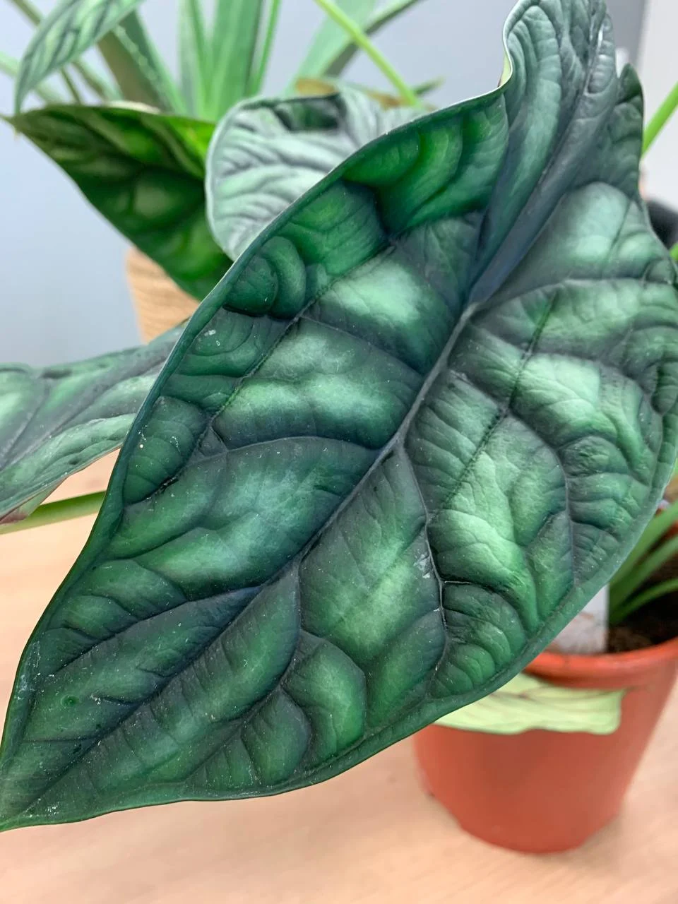 Kupić kwat alokazja tanio