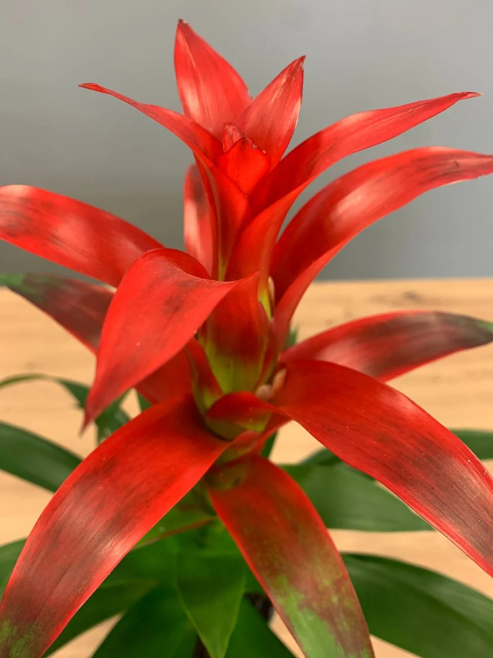 Guzmania cena Pruszków, ile kosztuje