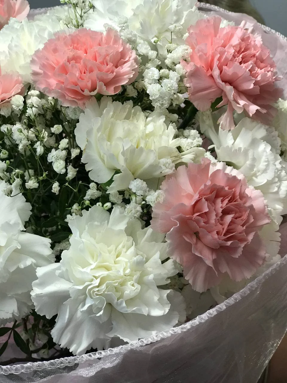 biały goździk Milanówek