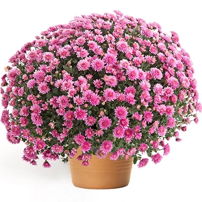 Chryzantema różowa w wazonie