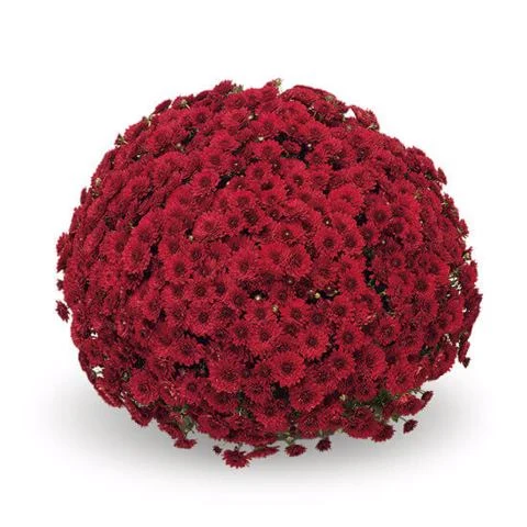 Bukiet z czerwonych chryzantem w gęstej, kulistej kompozycji