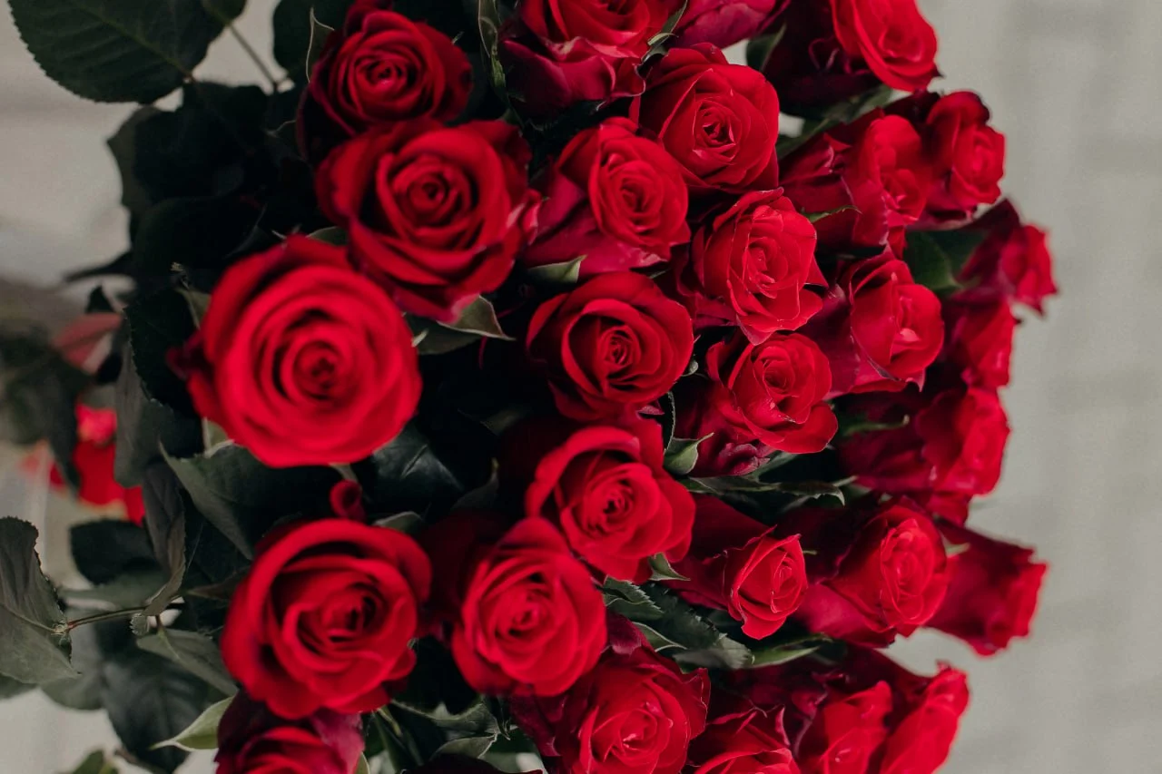 Bukiet intensywnych czerwonych róż z zielonymi liśćmi