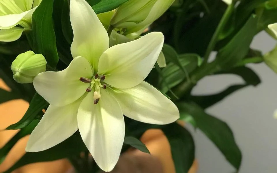 Bukiet białe lilii z dostawą niska cena Pruszków