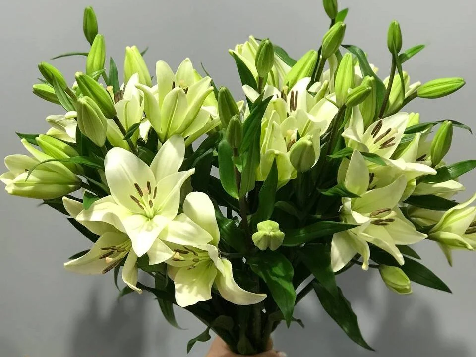 Bukiet białe lilii z dostawą niska cena Grodzisk Mazowiecki