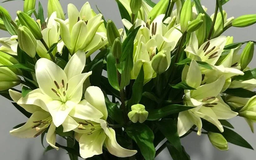 Białe Lilie: Piękno Czystości i Niewinności