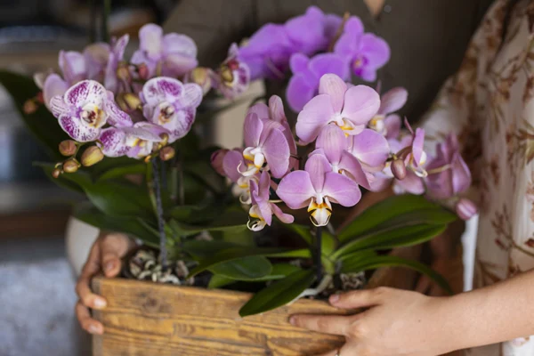 Kwiaty doniczkowe vs. kwiaty cięte – który prezent jest lepszy?