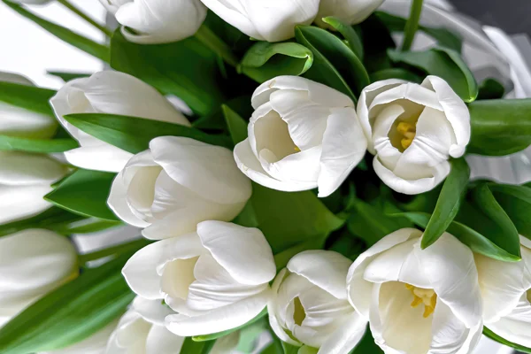 Duży bukiet białych tulipanów