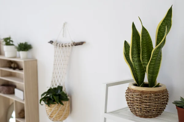 Rośliny domowe w różnych rozmiarach.