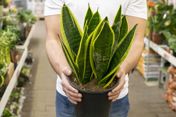 Sansewierie zachwycają różnorodnością rozmiarów, kształtów i kolorów.