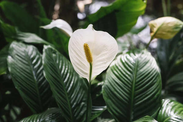 10 najlepszych roślin do oczyszczania powietrza w domu