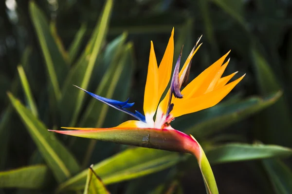 Egzotyczne kwiaty w Polsce – co warto wiedzieć?