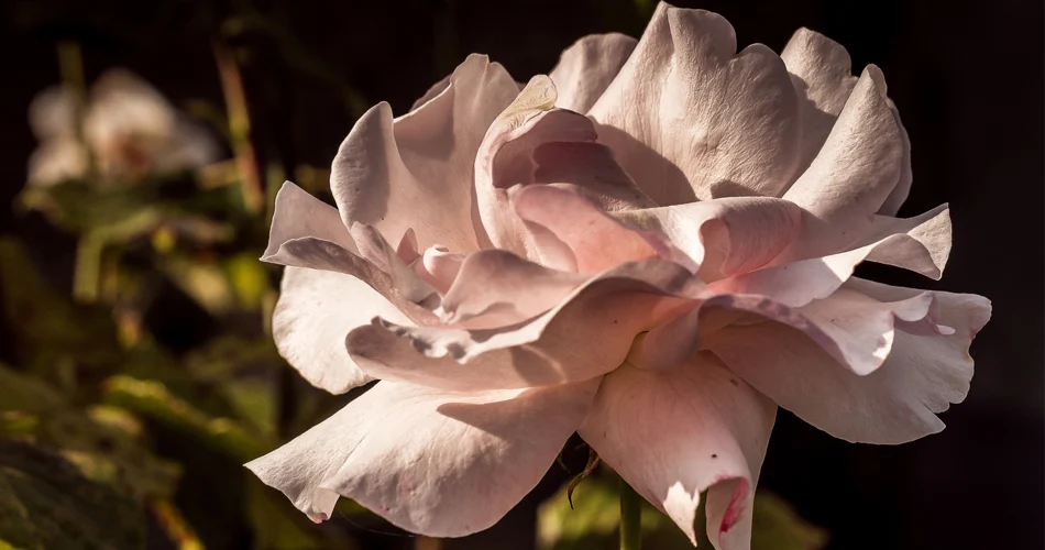 Symbolika róży: znaczenie róży w kulturze i sztuce różnych epok