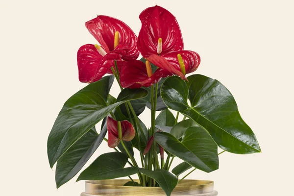 Top 5 roślin domowych na prezent