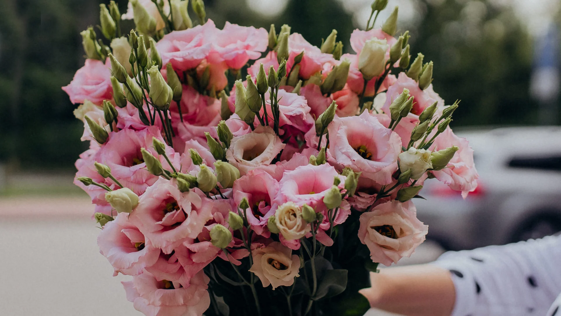 eustoma cięta Pruszków