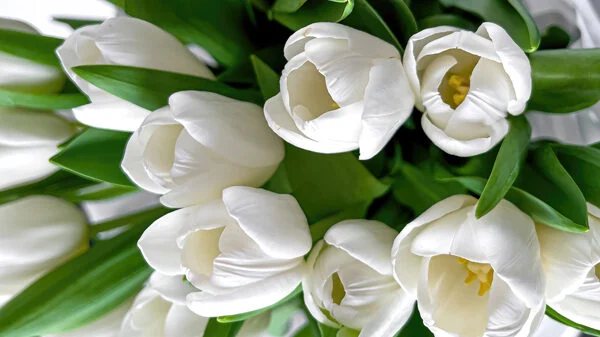 Tulipany – symbol wiosny. Rodzaje, wybór i pielęgnacja