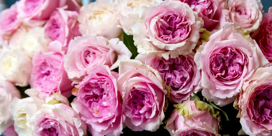 Róże – królowa kwiatów w kulturze