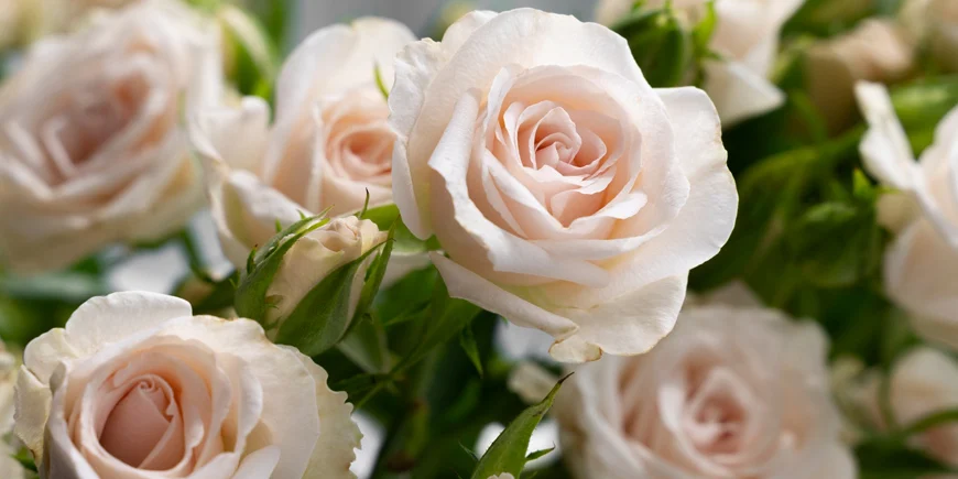 Kobiety i róże: róże jako symbol piękna, miłości i kobiecości