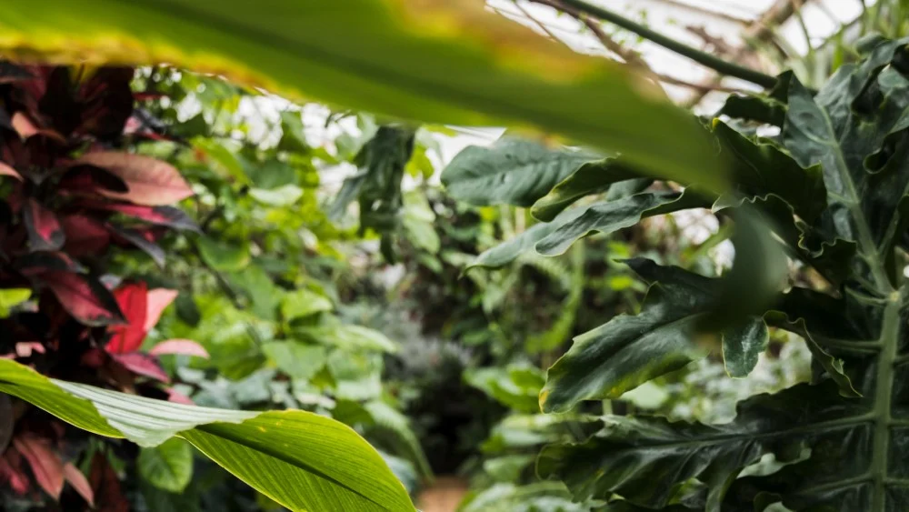 Najpiękniejsze kwiaty do zimowego ogrodu: przewodnik po roślinach na chłodne dni