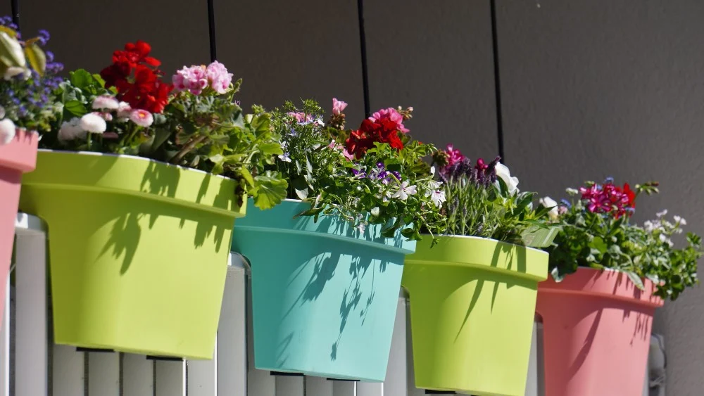 Komnatne kwiaty na balkon – przegląd opcji