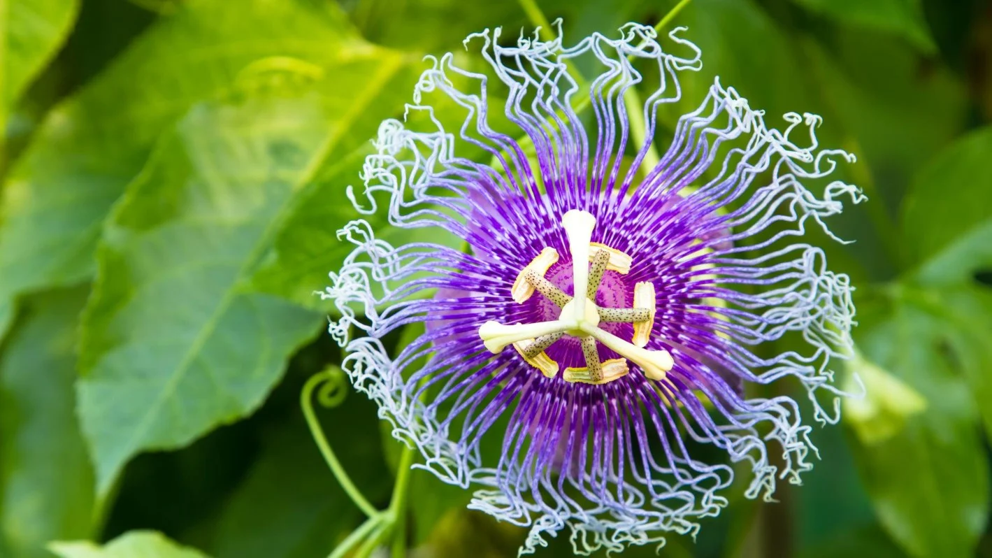 kwitnienie męczennicy