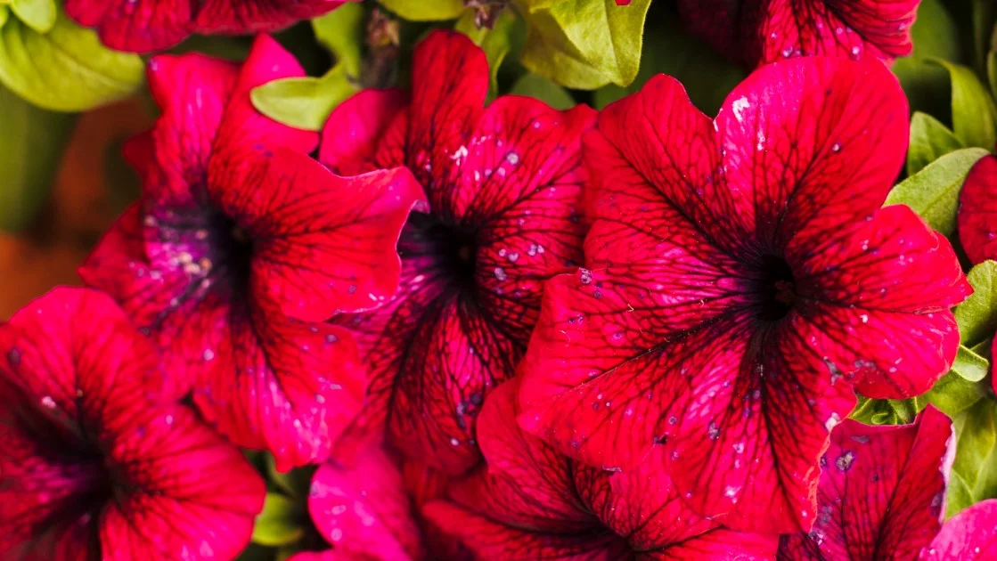 Czerwone kwiaty petunii