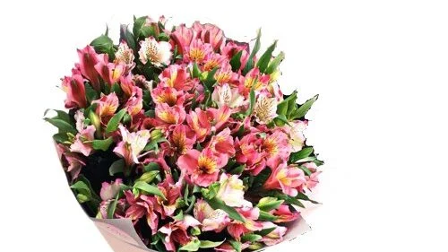 Alstremeria – delikatny kwiat, który długo cieszy.