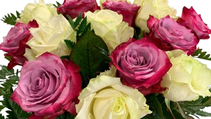 Bukiet biało różowe róze