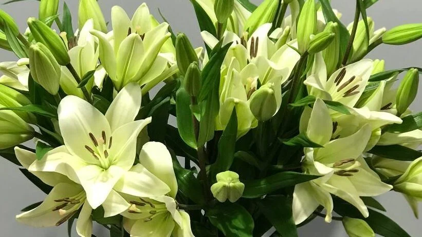 Bukiet białe lilii z dostawą