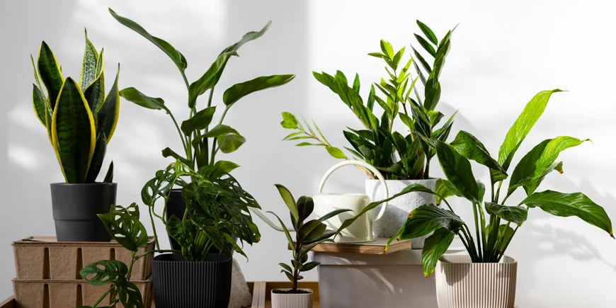Top 5 roślin doniczkowych do domu