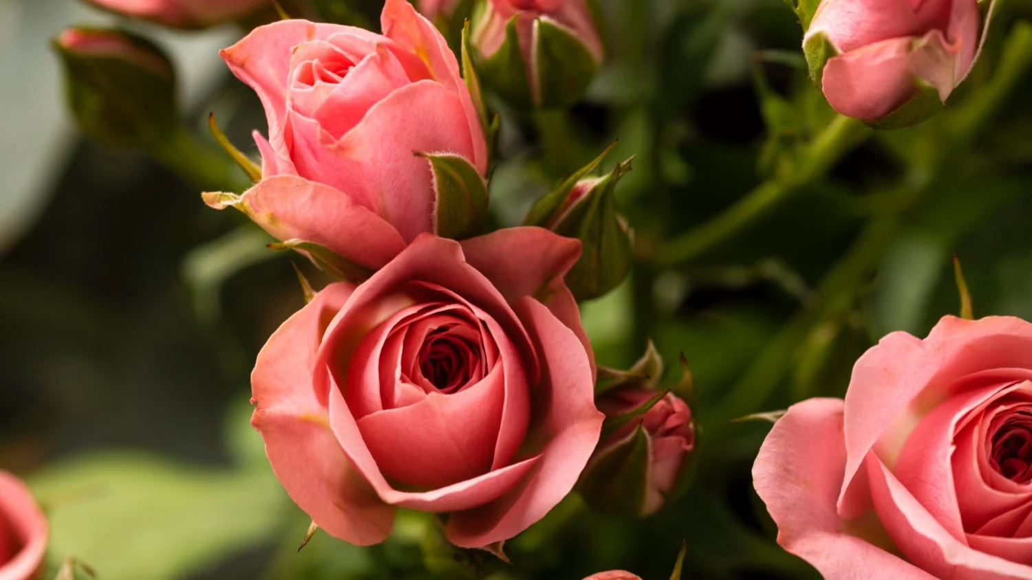 Jak dbać o róże w ogrodzie: Poradnik ogrodniczy