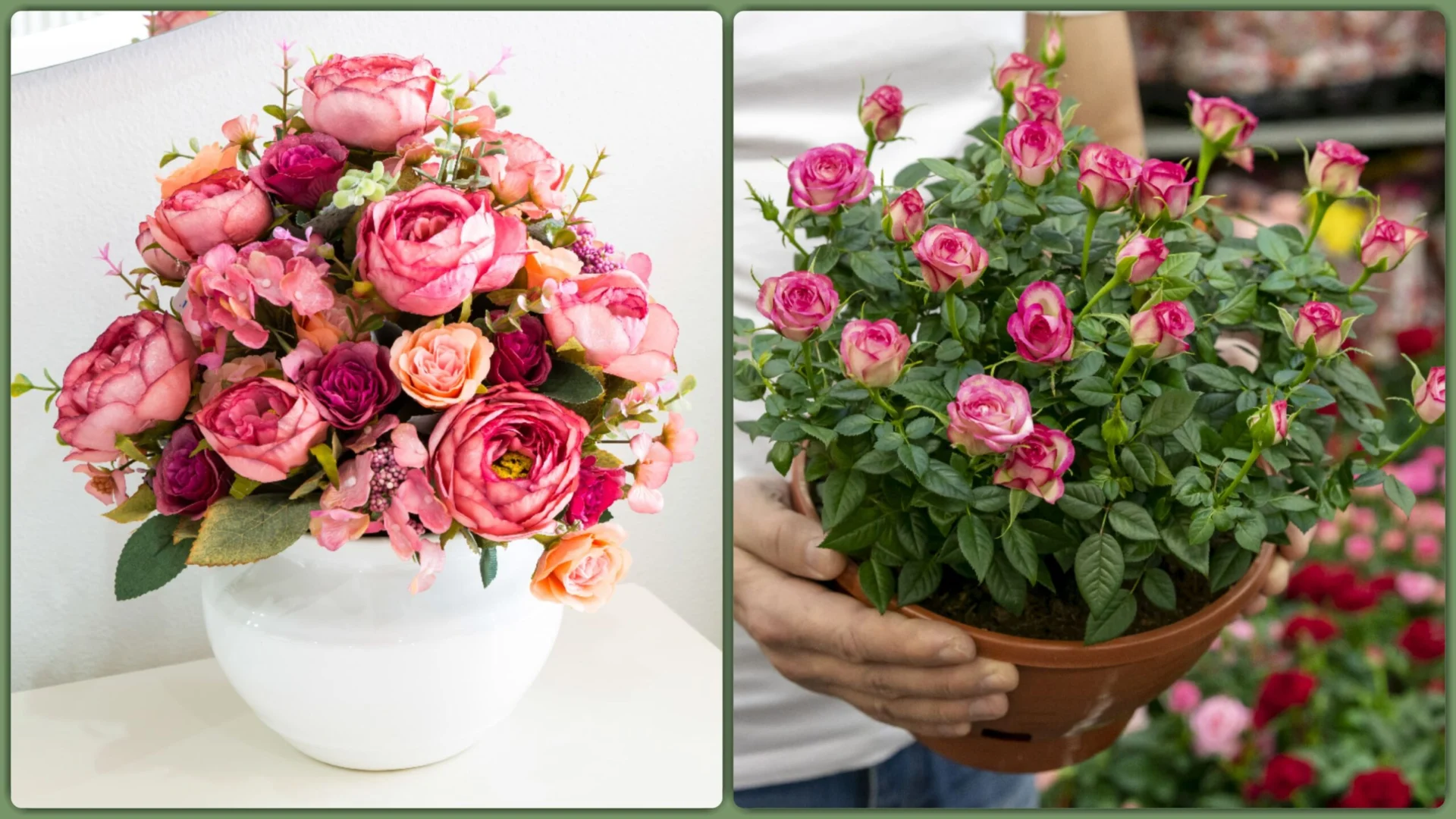 Bukiet róż czy róże w doniczce? Plusy i minusy obu opcji