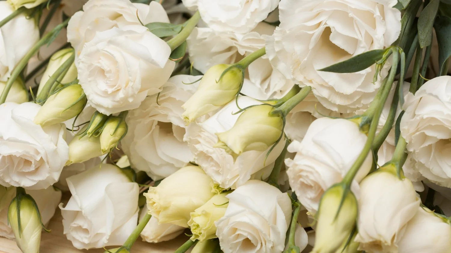 Eustoma – kwiat wdzięku i delikatności: wszystko, co warto wiedzieć