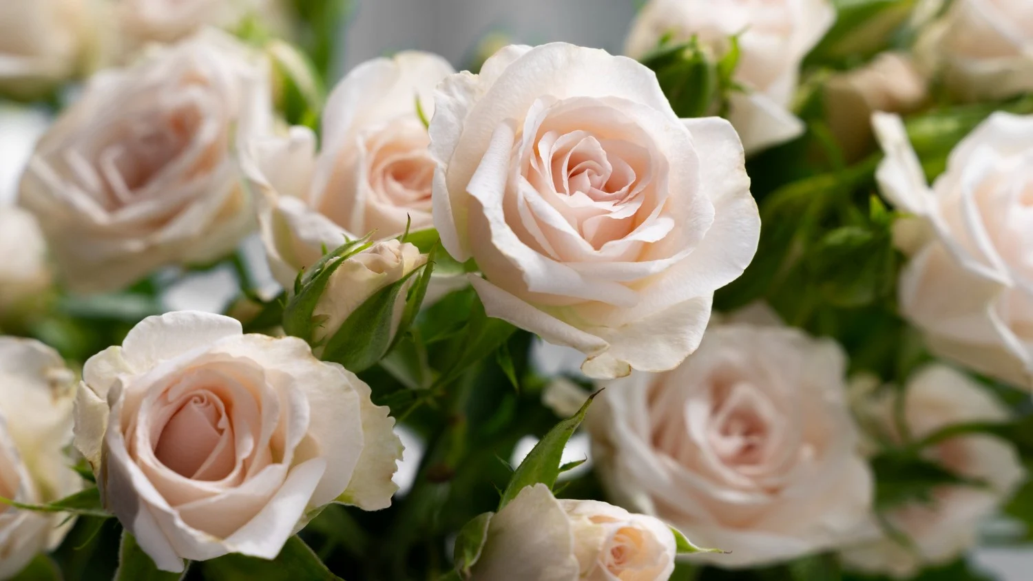 Jak wybrać świeże róże: porady dla kupujących