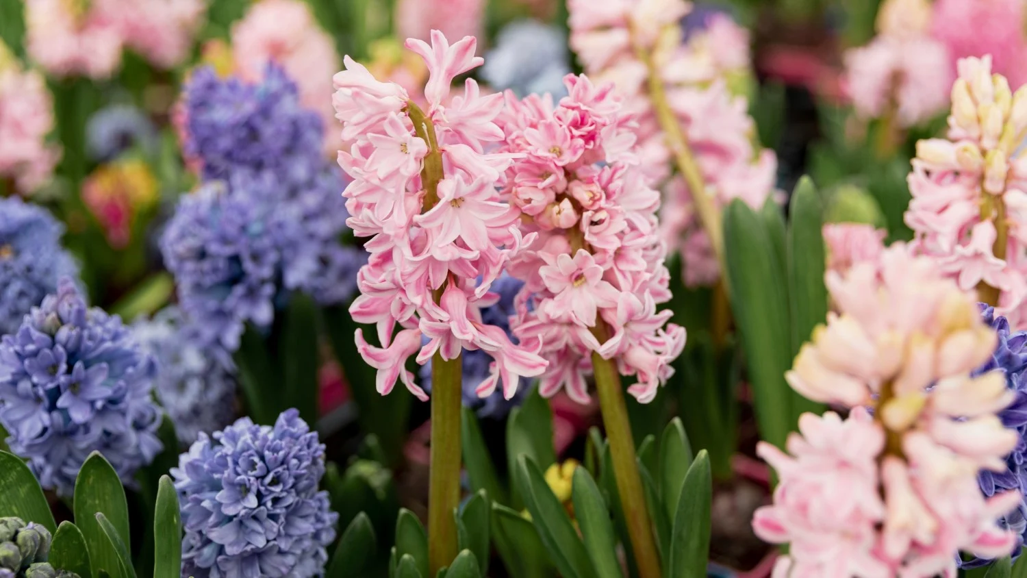 Kwitnienie hiacyntów