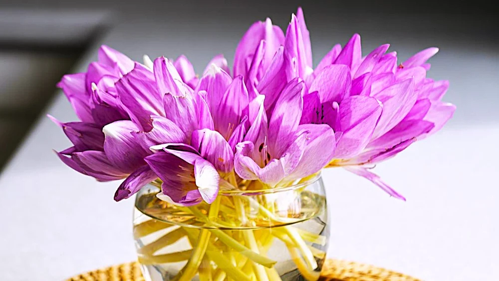 Wiosenne kwiaty ogrodowe. Co posadzić i jak pielęgnować?