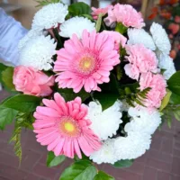 Różowe gerbery z białymi chryzantemami w bukiecie