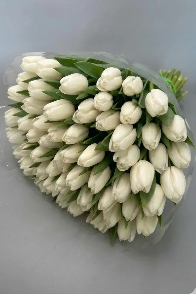 Tulipany białe - 75 szt