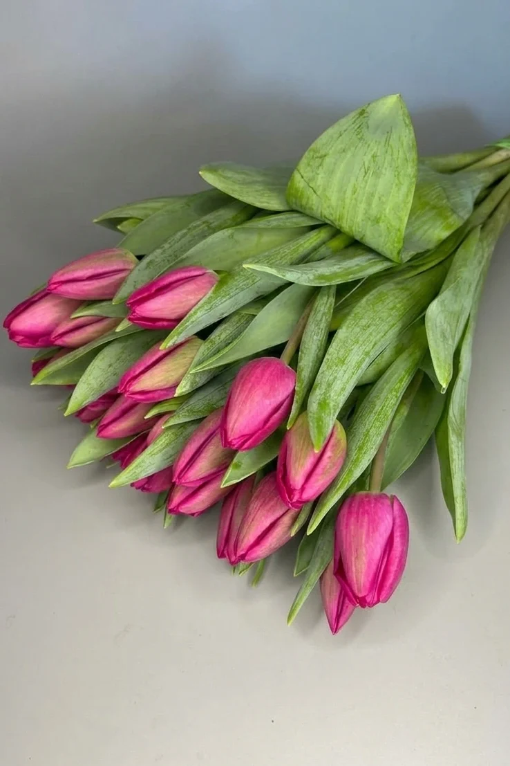 Tulipany różowe 25 szt