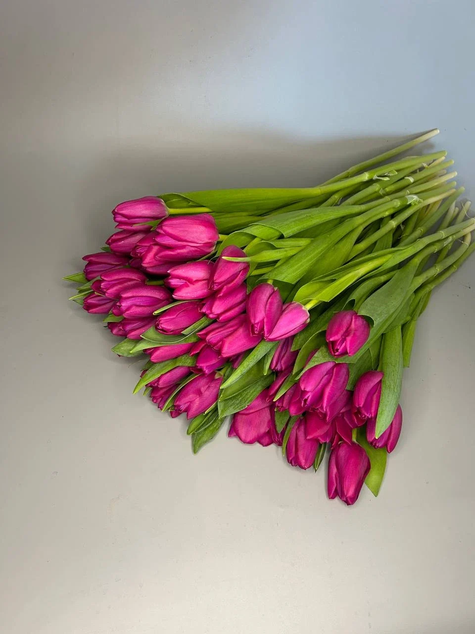 Tulipany różowe - 50 szt