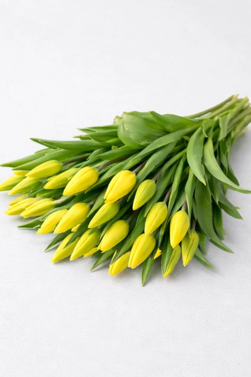 Żółte tulipany - 25 szt