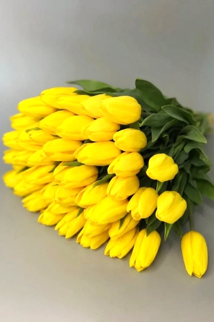 Żółte tulipany  - 50 szt
